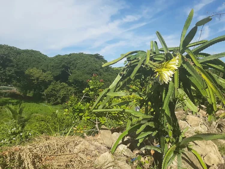Organic Finca Eco Dreams: $799,000 USDOrganic Finca Eco Dreams – Sustainable Eco Farm for Sale Near Playa Naranjo, Costa Rica Luxury Self-Sustainable Farm, Solar-Powered Estate & Investment Property o - photo 38