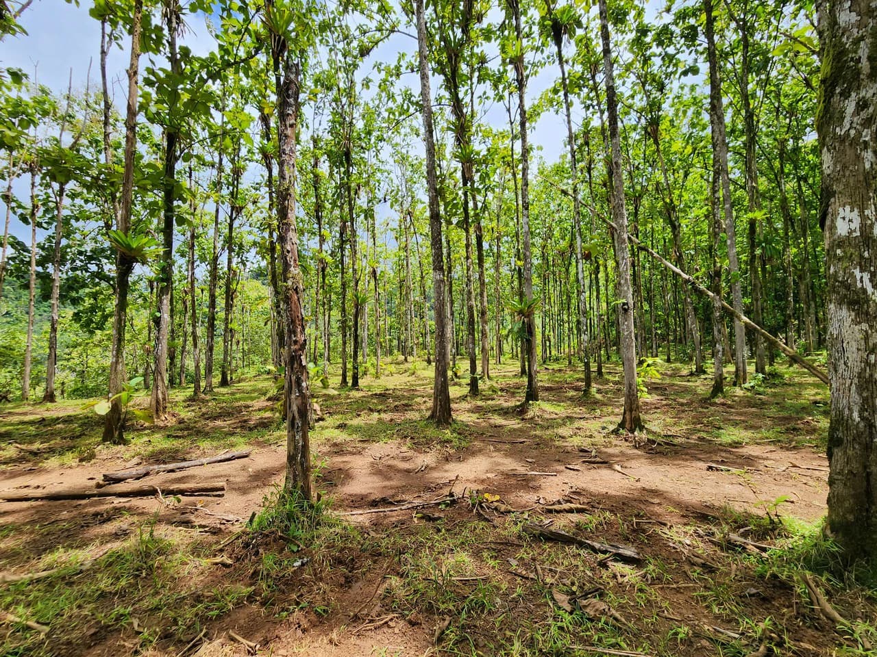 PRIME PARRITA FARM FOR SALE - photo 43