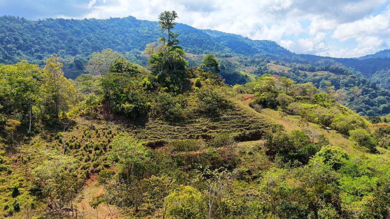 2.8 HA FARM FOR SALE IN SAN LUIS DE MORETE | MOUNTAIN VIEWS AND NEAR THE OCEAN - photo 15