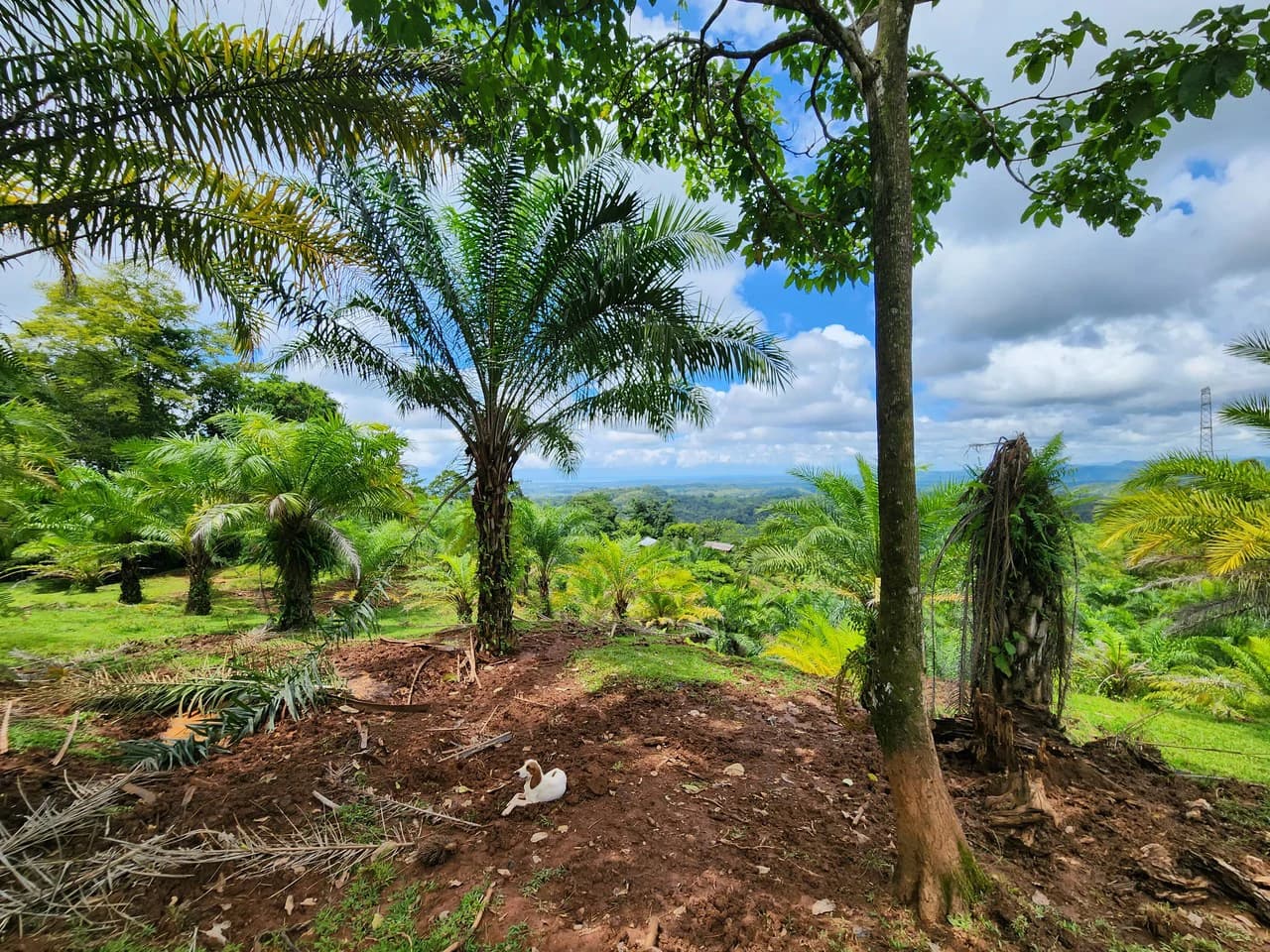 PRIME PARRITA FARM FOR SALE - photo 5