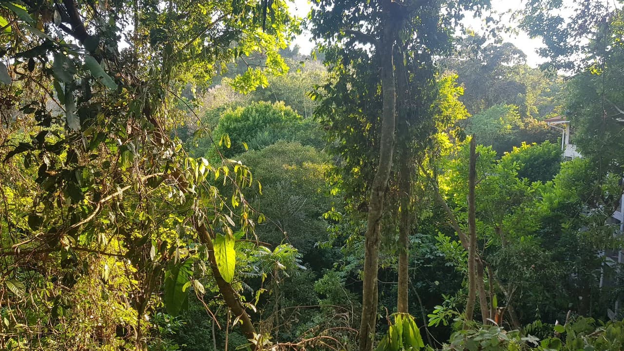Building Lot in Manuel Antonio, Surrounded by Nature - photo 9