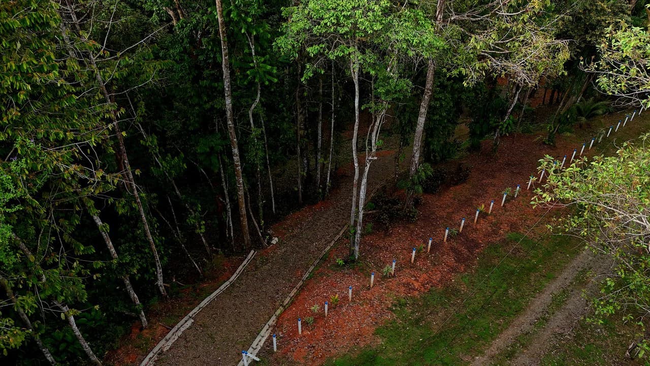 3.75-Acre Jungle Lot with Creek in Ventanas de Osa, Puntarenas - photo 2