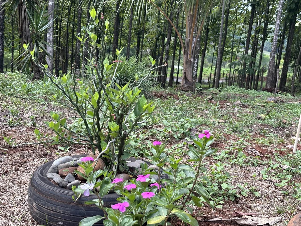 7-Hectare Farm with Teak Plantation, Existing Home & Eco-Development Potential Near Parrita, Costa Rica - photo 17