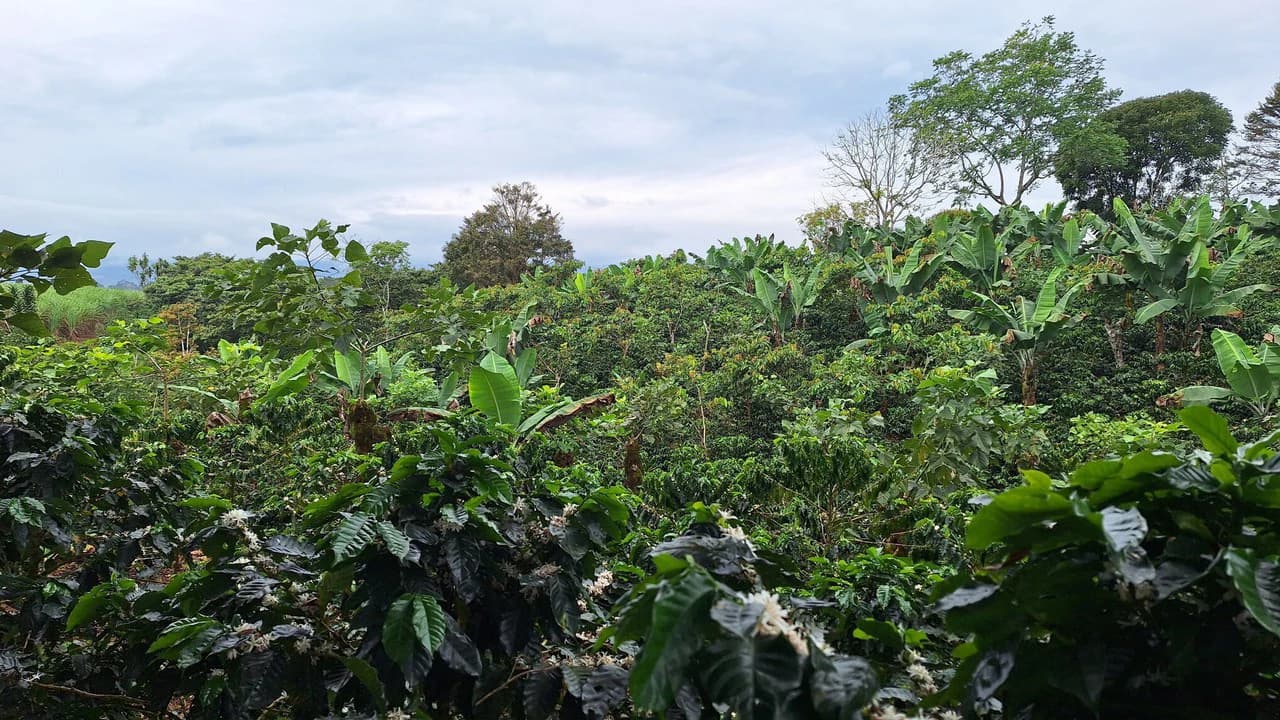 Countryside Home Construction Site For Sale in Santa Elena - photo 6