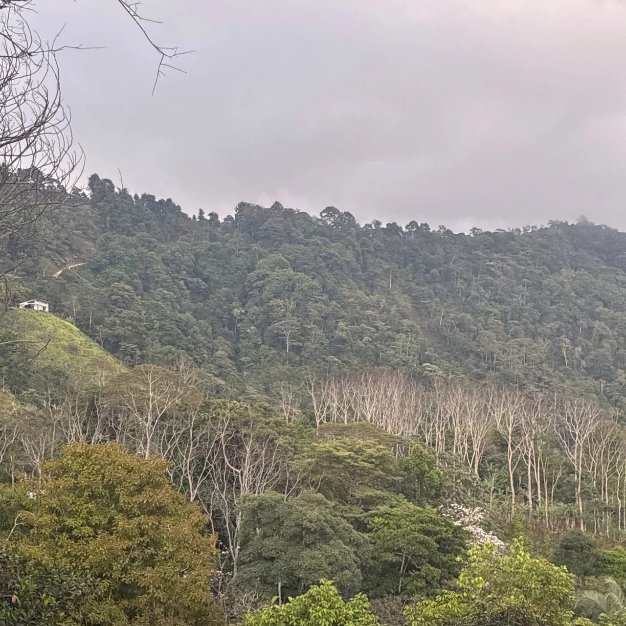 Ocean & Mountain View Lot with Multiple Building Sites-20 Minutes from Uvita - photo 7