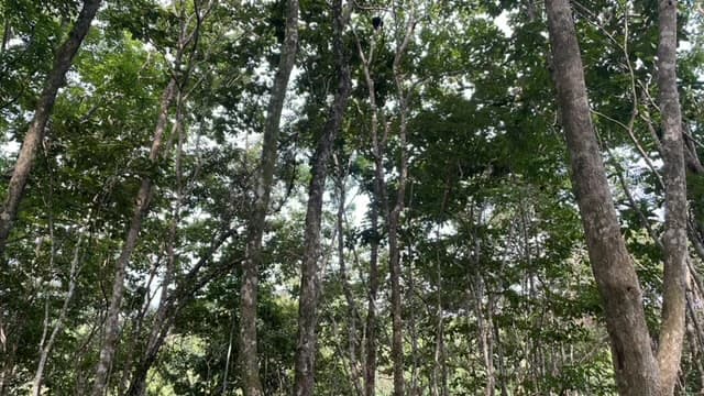 Beautiful Property for Sale in the Mountains of San Juanillo – Prime Land with Building Potential Just 10 Minutes from the Ocean - photo 21
