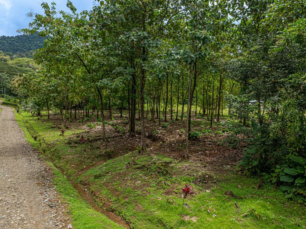New Gated Development in Matapalo - Ocean View and Flat Land, ready to build! - photo 8