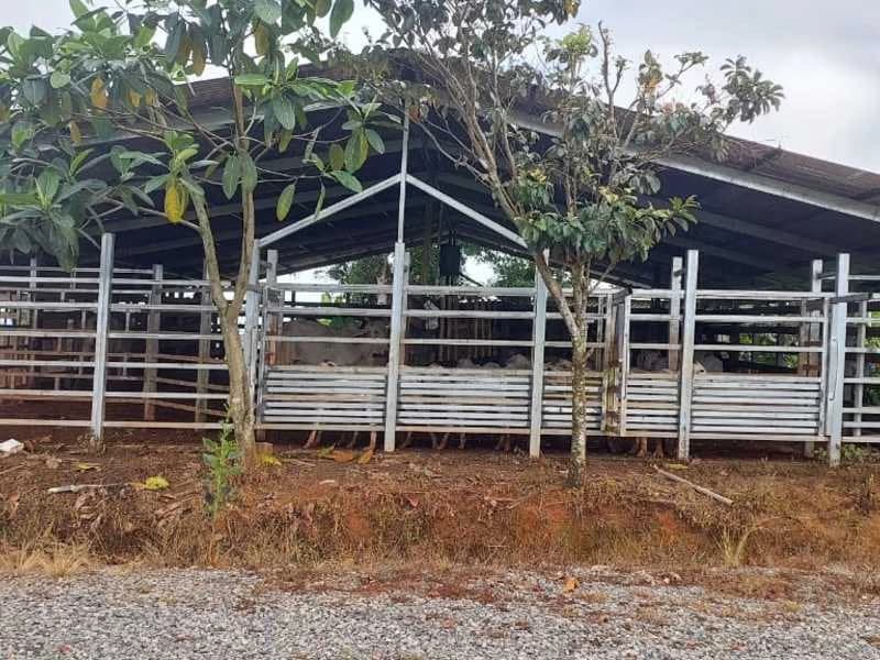 Livestock Farm | Titled property located in Santa Eduviges - photo 26