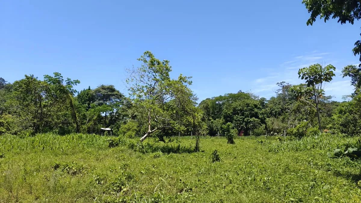 ID 924: El Cortijo: El Cortijo - Residential Lots for Sale in Hone Creek Near Puerto Viejo - photo 13