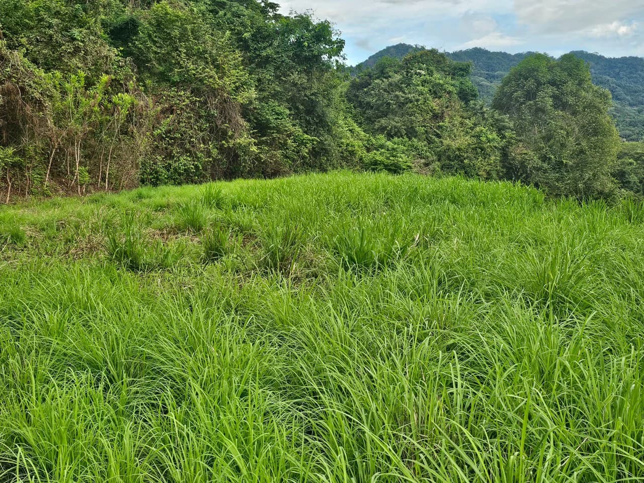 Ocean View Lot for Sale Guanacaste Costa Rica San Miguel Beach Tittled - photo 15