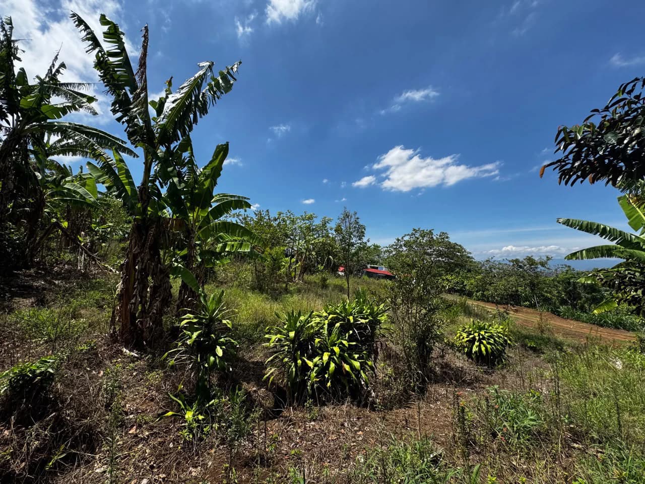 Finca with Views!: It's Perfect for You! - photo 8