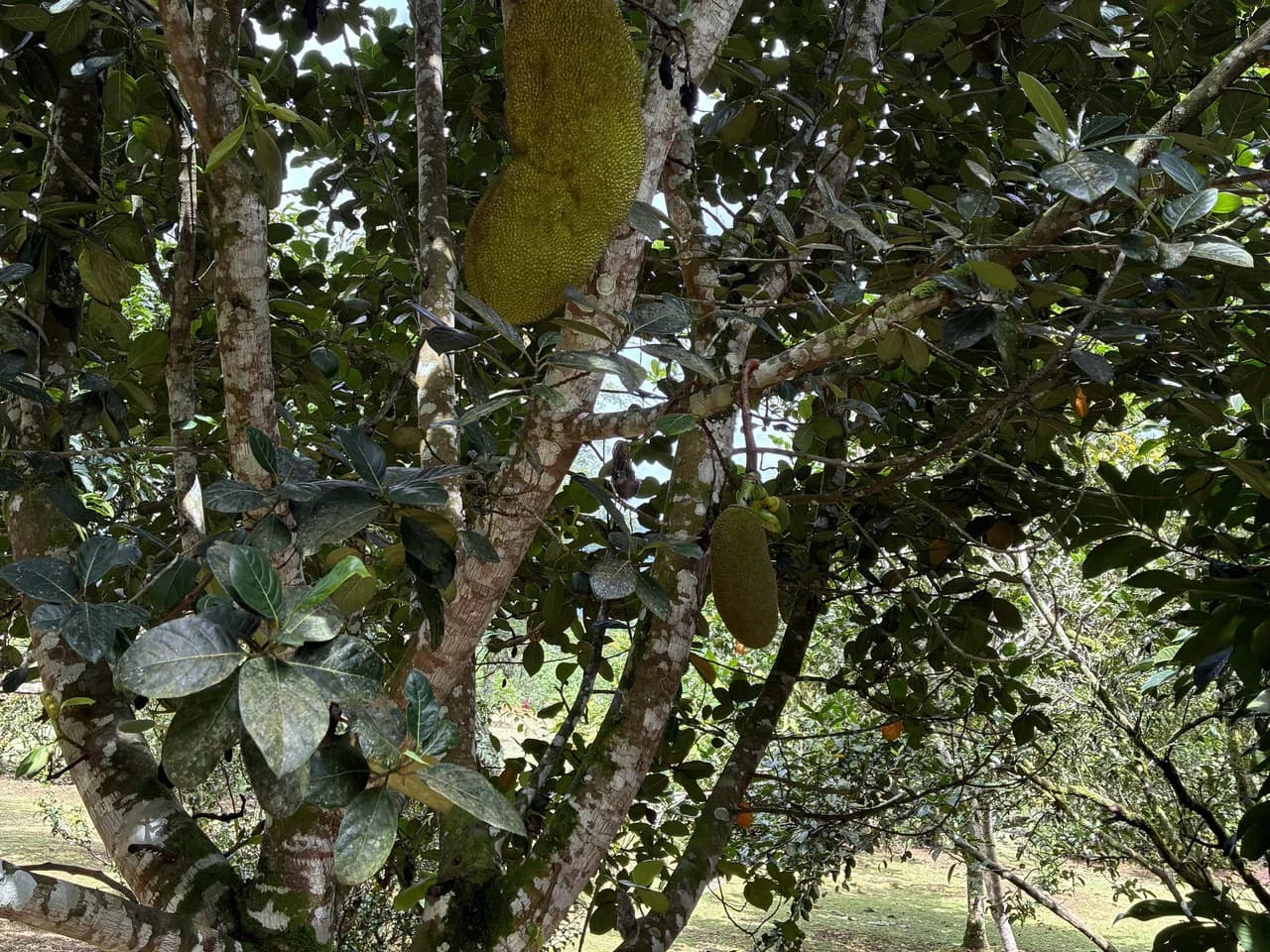 Building Lot 2O minutes from San Isidro with Fruit Trees and Views - photo 9