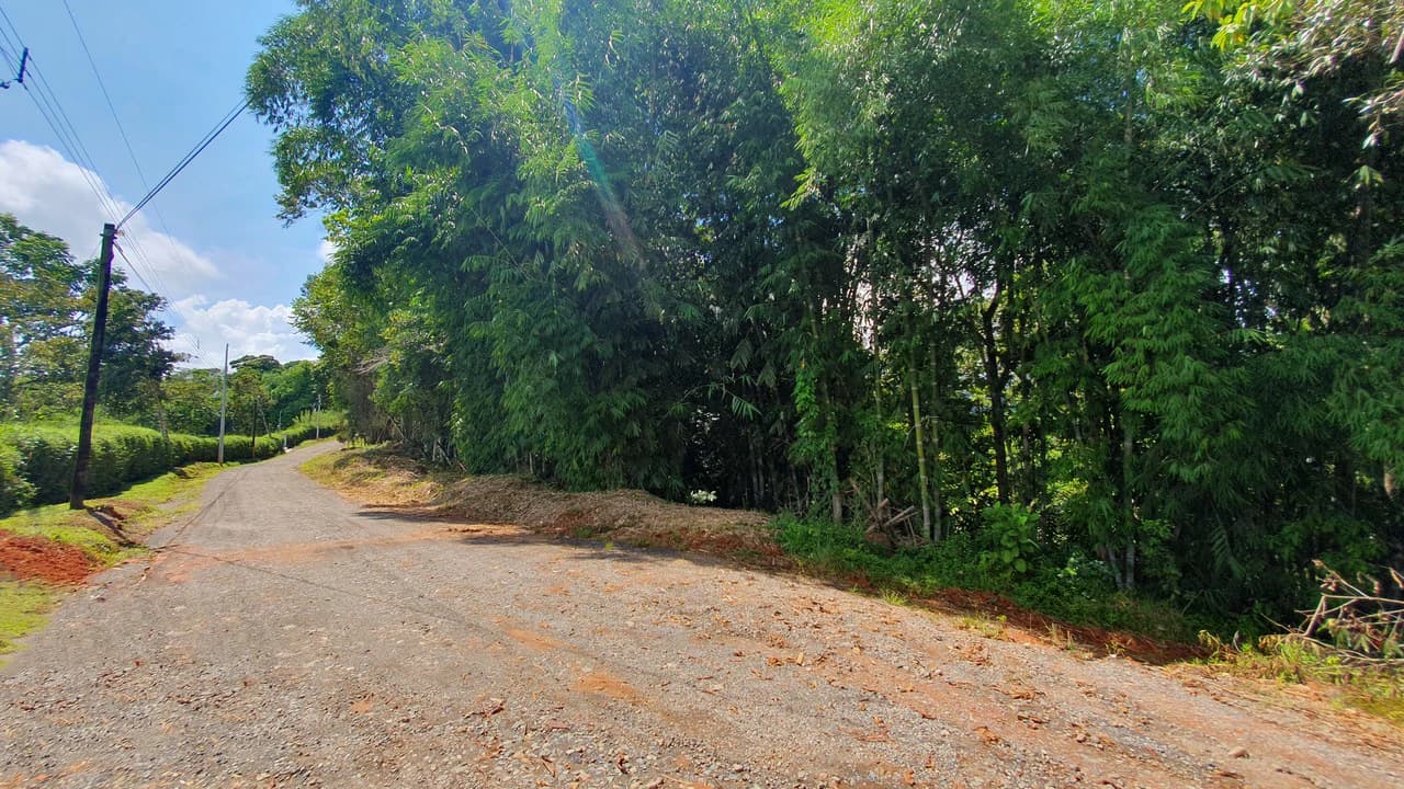 Property #1 with Bamboo Plantation, Development Opportunity (Residential, Hotel, and Industrial). - photo 3