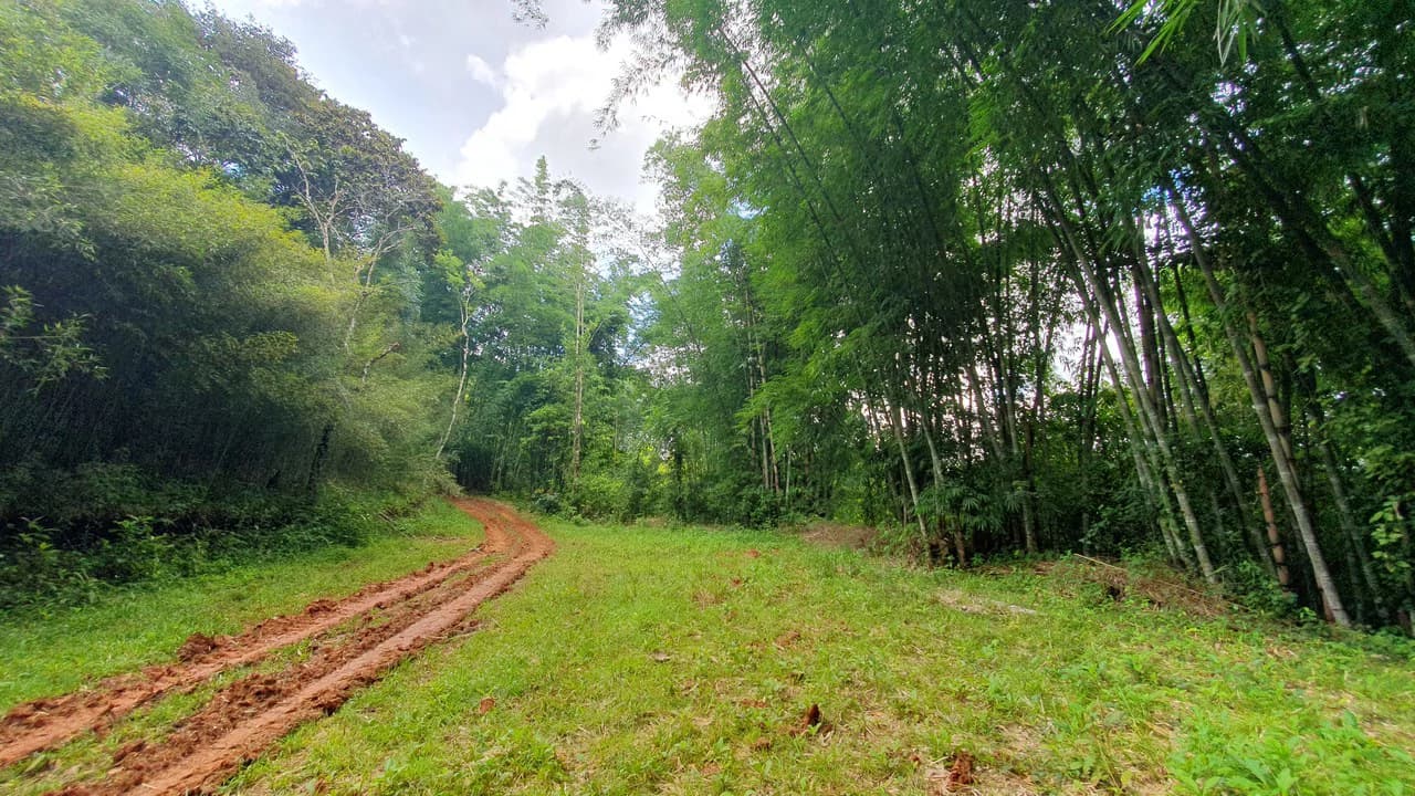 Property #1 with Bamboo Plantation, Development Opportunity (Residential, Hotel, and Industrial). - photo 15