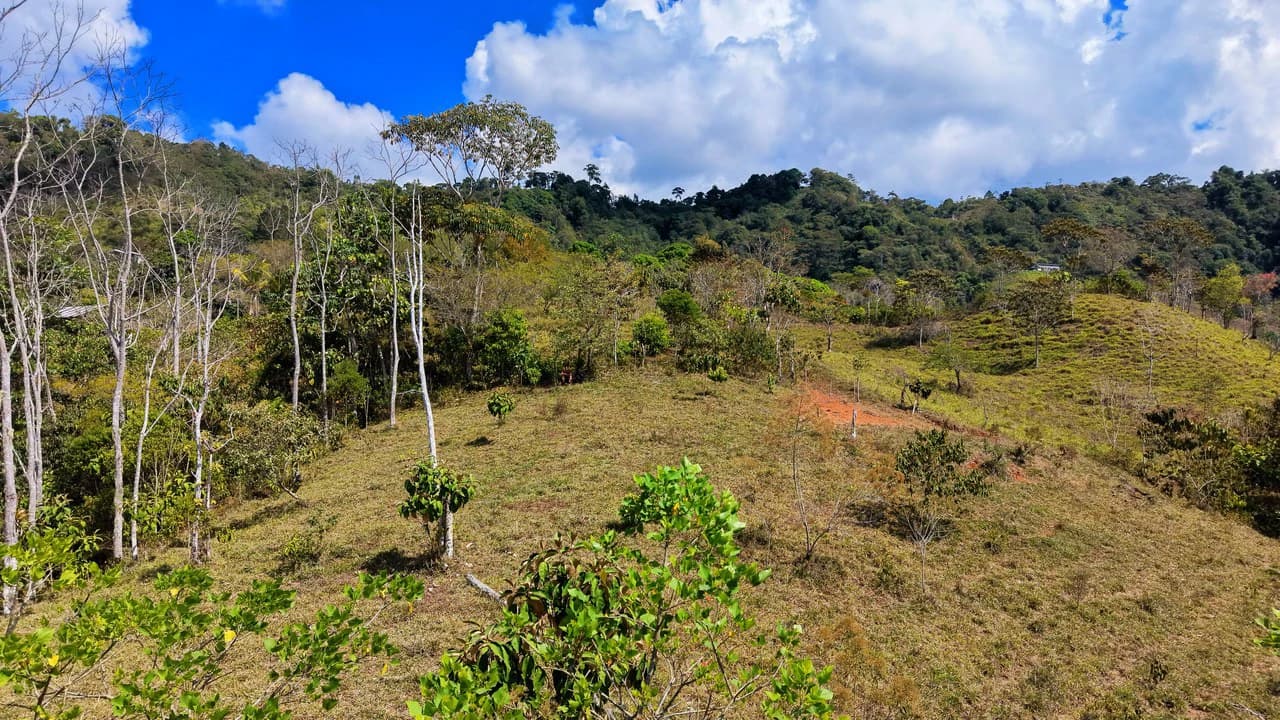 2.8 HA FARM FOR SALE IN SAN LUIS DE MORETE | MOUNTAIN VIEWS AND NEAR THE OCEAN - photo 23