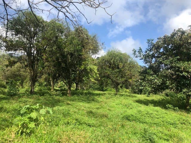 Hot and Cold Thermal Springs for Sale – Beautiful Property in Dos Ríos, Alajuela with Excellent Commercial Potential - photo 7