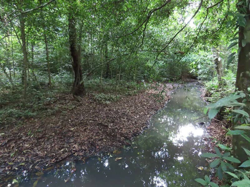 0.25 Acres Lots For Sale in La Amapola, Puerto Jimenez on Highway-245 - photo 7