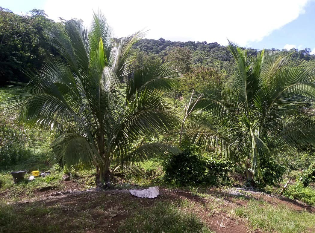 Agricultural farmland for sale in Aguas Claras, Alajuela, 1 house and many fruit trees - photo 14