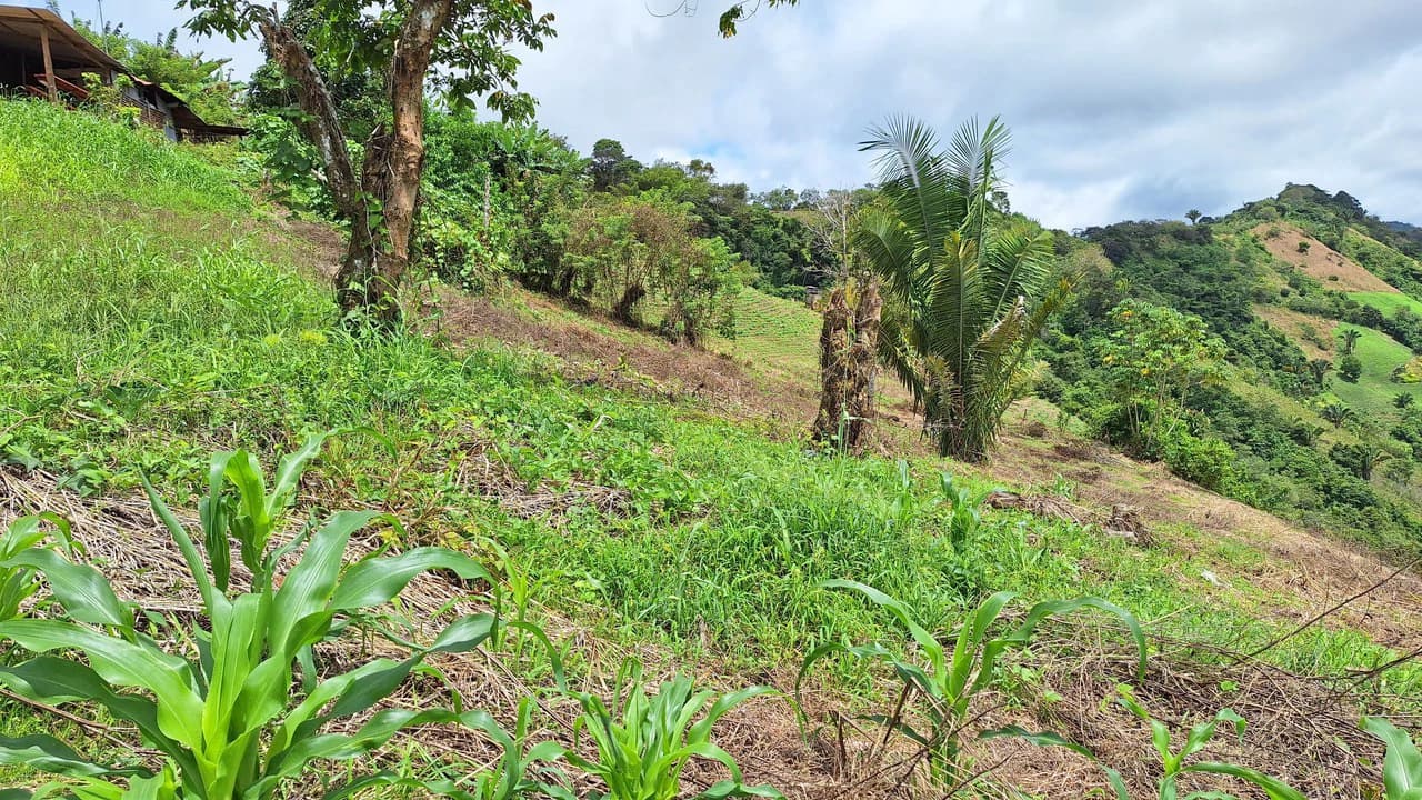 Spacious Lot For Sale In The Heart Of Pejibaye — Private Spring & Mountain Views - photo 8