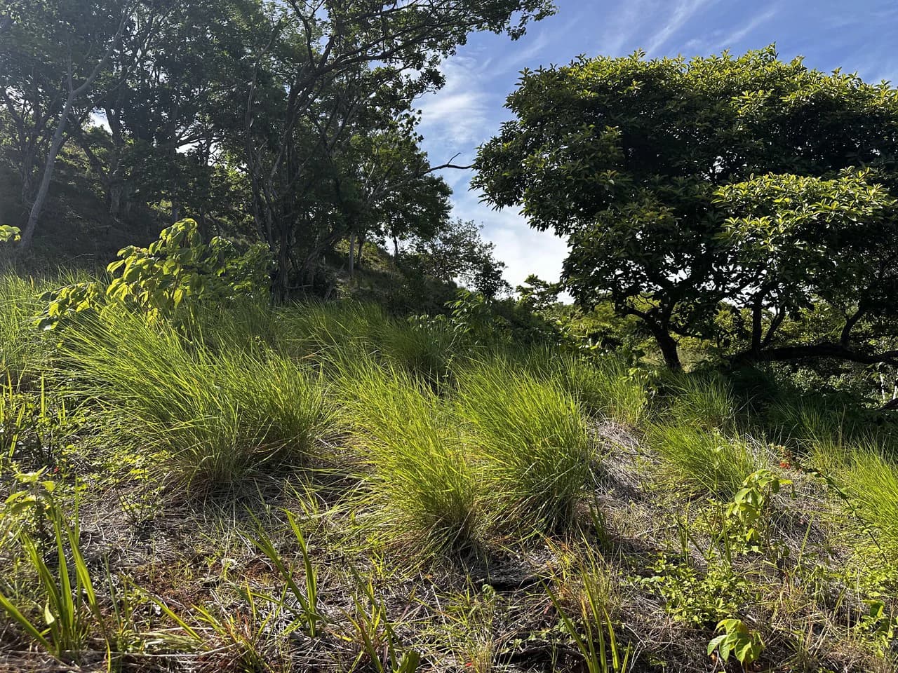 Ocean View Lot Negra Beach: Ocean View Hilltop Lot In Negra Beach, Finca Los Pargos - photo 16