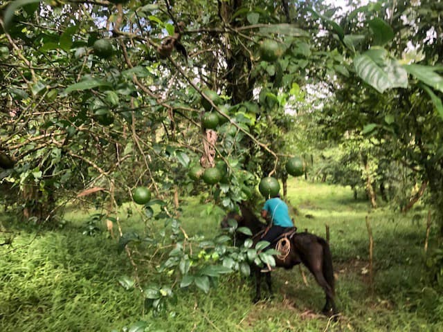 Hot and Cold Thermal Springs for Sale – Beautiful Property in Dos Ríos, Alajuela with Excellent Commercial Potential - photo 24