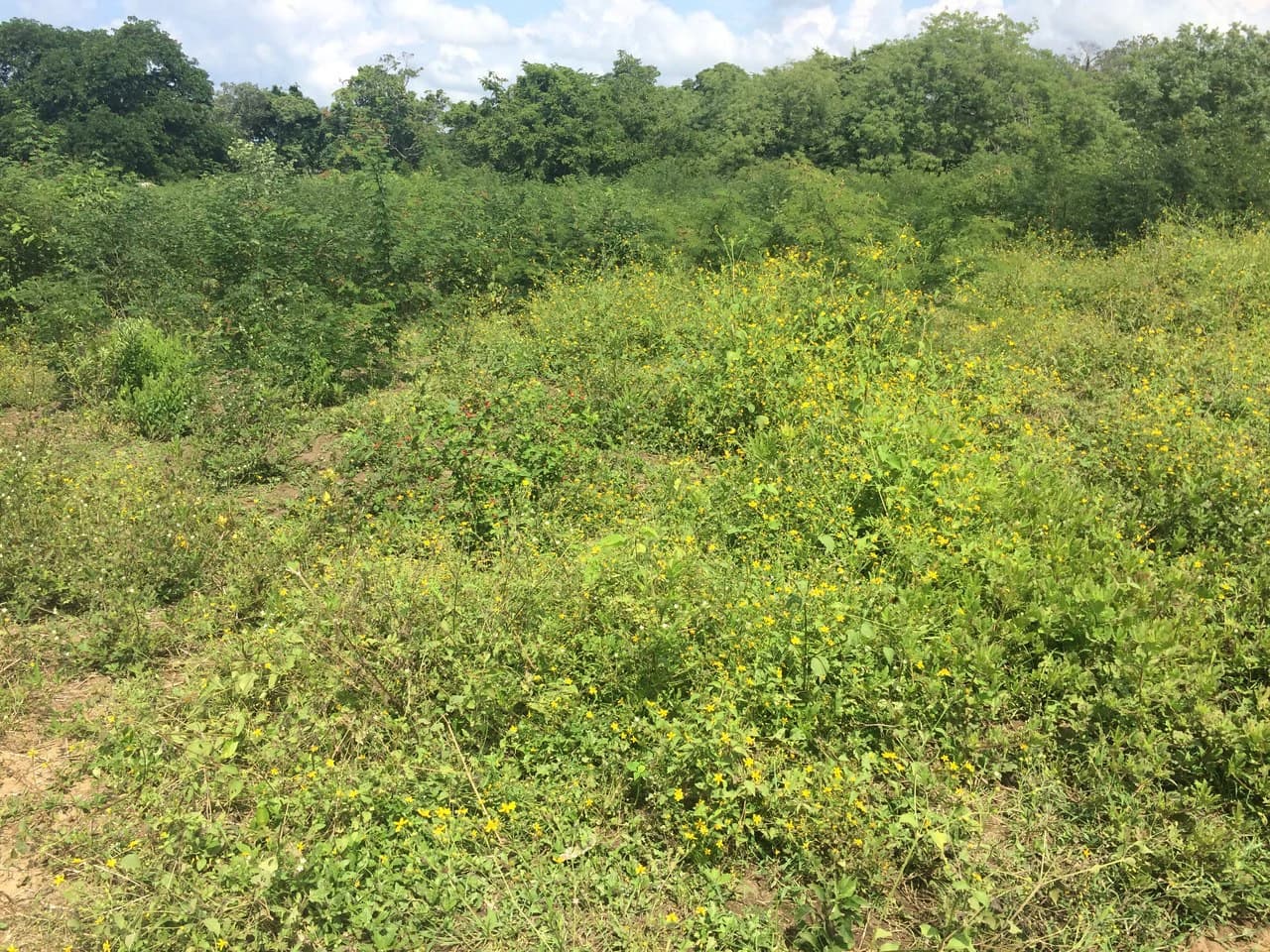 PROPERTY CLOSE TO THE AIRPORT OF LIBERIA.: Near the Coast and Countryside Development Parcel For Sale in Guardia - photo 2