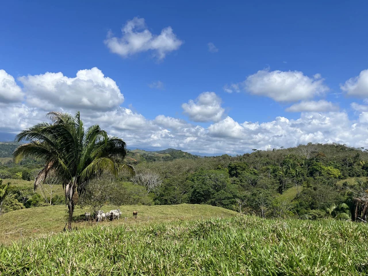 Finca Guapinol de Parrita: Near the Coast, Mountain and Countryside Agricultural Land For Sale in Parrita - photo 3
