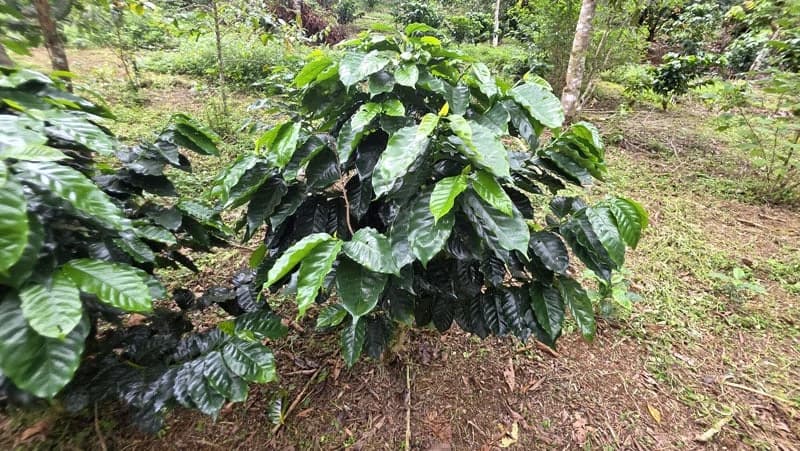 116-Hectare Finca for Sale Near Uvita with Whales Tail Views and 10 Waterfalls | La Faralla, Bahia Ballena, Uvita, Puntarenas, Costa Rica - photo 68