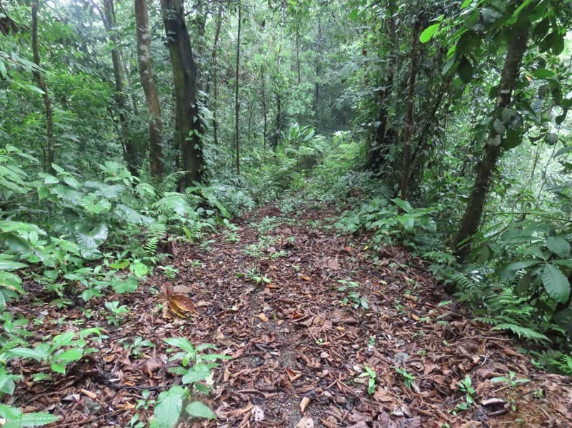 34-Acres of Forest For Sale in Riyito de Puerto Jimenez - photo 29