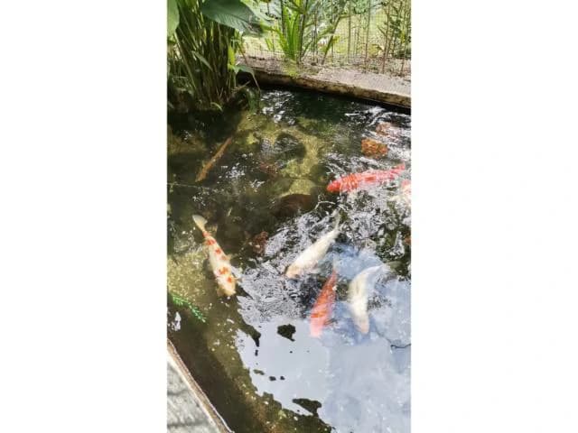 Countryside, Lakefront and Mountain House For Sale in Arenal - photo 6