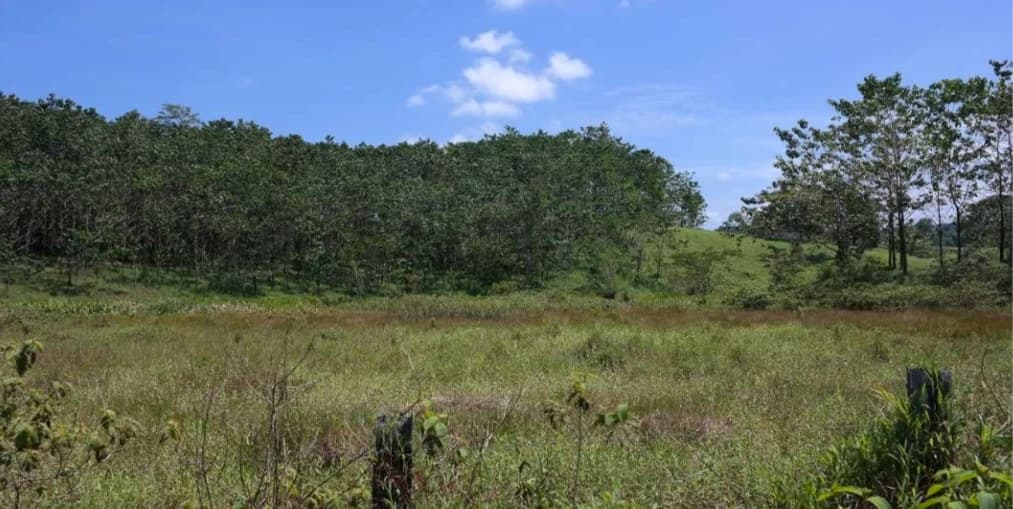 Countryside and Mountain Property For Sale in Pococi - photo 5