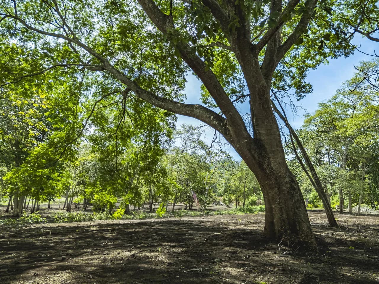 Cabo Vela Heights #4: Spacious Homesite Near Brasilito and Playa Flamingo - photo 13