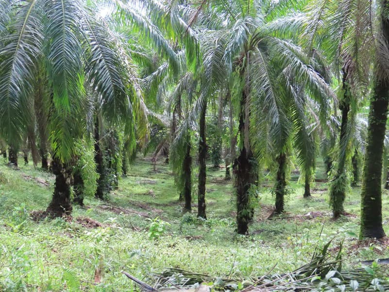 Palm Farm with Ocean View, Ideal for Ecotourism or Residential Development - photo 7