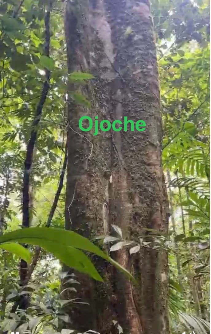 Spectacular 72.44 acres: Costa Rica Nature Estate | Private Waterfall, River, Home & Spectacular Views | Near La Fortuna - photo 22