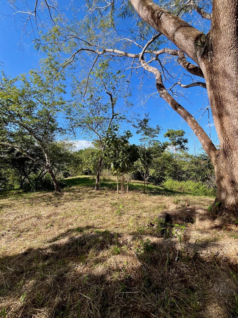 4000m2 Ready to Build Lot in Delicias: Partial Ocean Views in Great Neighorhood - photo 5