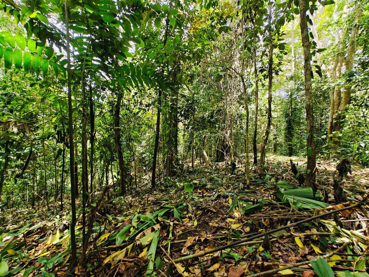 8001 sqm of Off-Grid Raw Jungle land in Gated Community near Punta Uva - photo 4