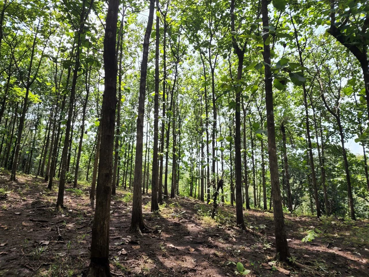 INVEST IN A TEAK PLANTATION FOR 25 YEARS - photo 31