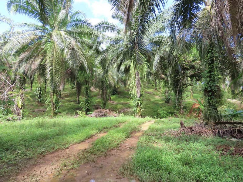 Palm Farm with Ocean View, Ideal for Ecotourism or Residential Development - photo 3