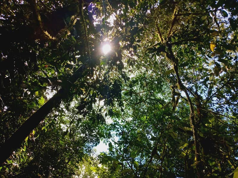 173-Acres of Nature Reserve with Spectacular Primary Forest & Golfo Dulce Views - photo 7
