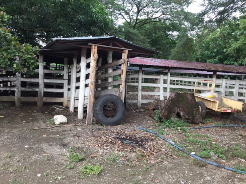 Farm in Nicoya. Reforestation. Cattle Raising. Recreation. - photo 5