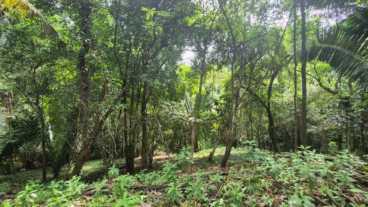 Lote el Bosquecito: 5,000 m² Wooded Lot in Samara Wood - photo 1