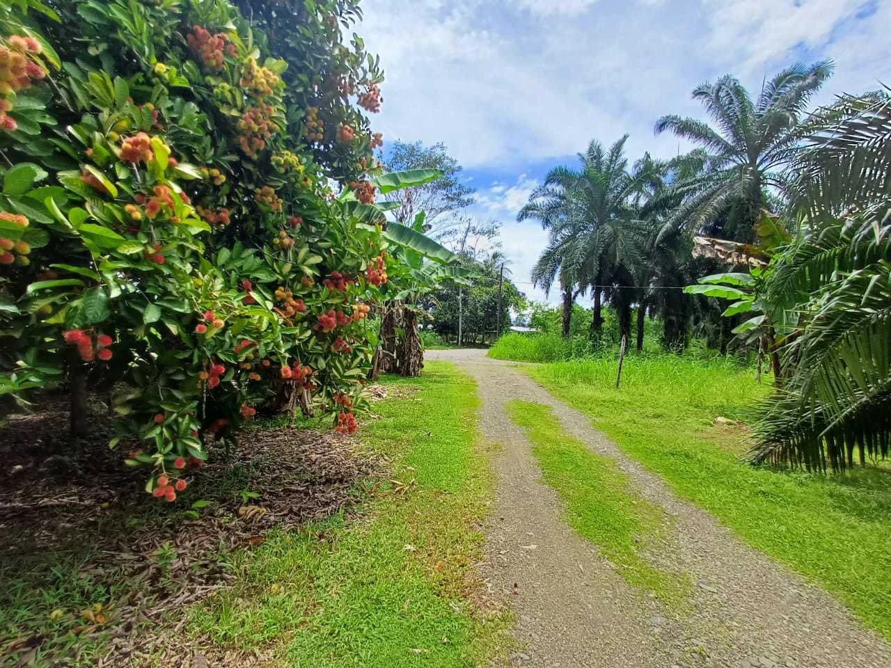 Finca La Palma, Cañaza, Puerto Jiménez - photo 4