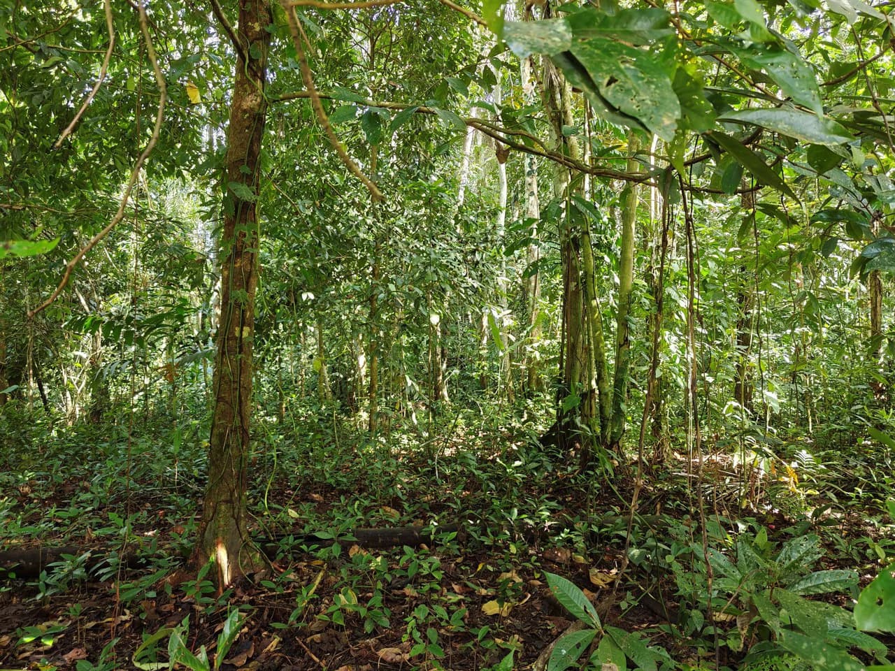 12,041m² Treed Lot with Great Potential: Wooded Lot with Creek – Rewilding Opportunity Near Puerto Viejo - photo 4