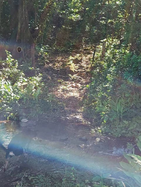 Warm Spring Mountain Property in a tropical landscape and antique wooden house, 50 minutes from Liberia city - photo 34