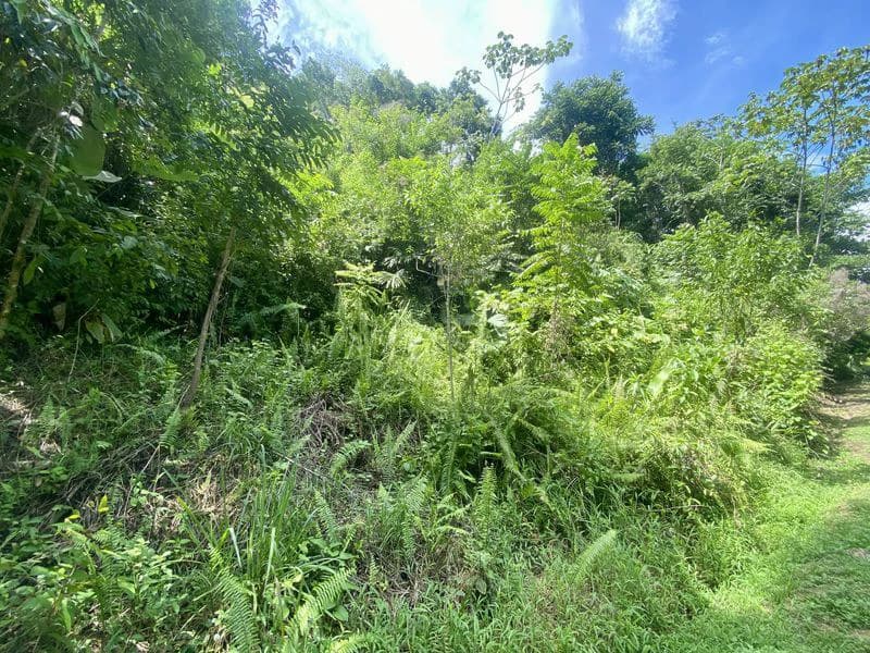 Exquisite Jungle property with Ocean View | Gated Community in Ojochal - photo 3