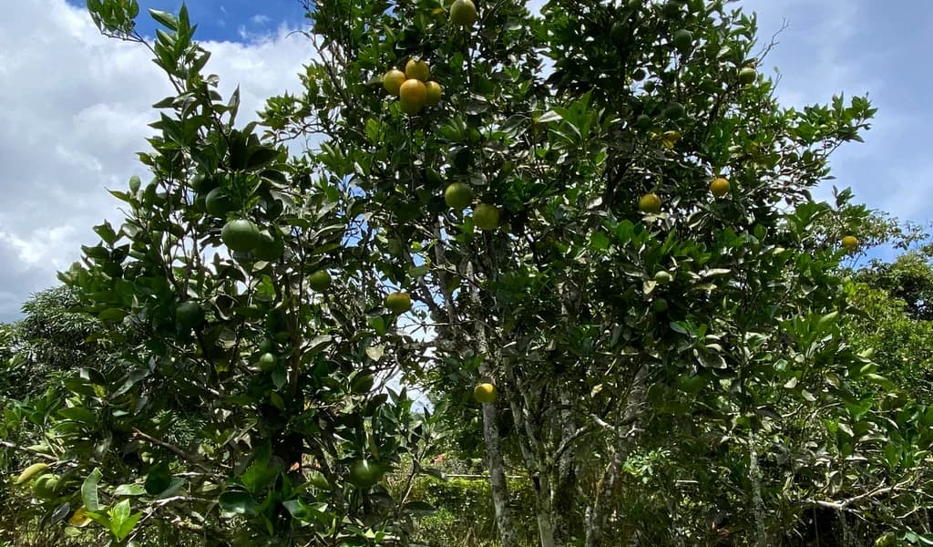 1.9 ACRES – Very Usable Flat Land Divided By An Across Running Creek, Tons Of Fruit Trees Plus Woods In The Back!!! - photo 16