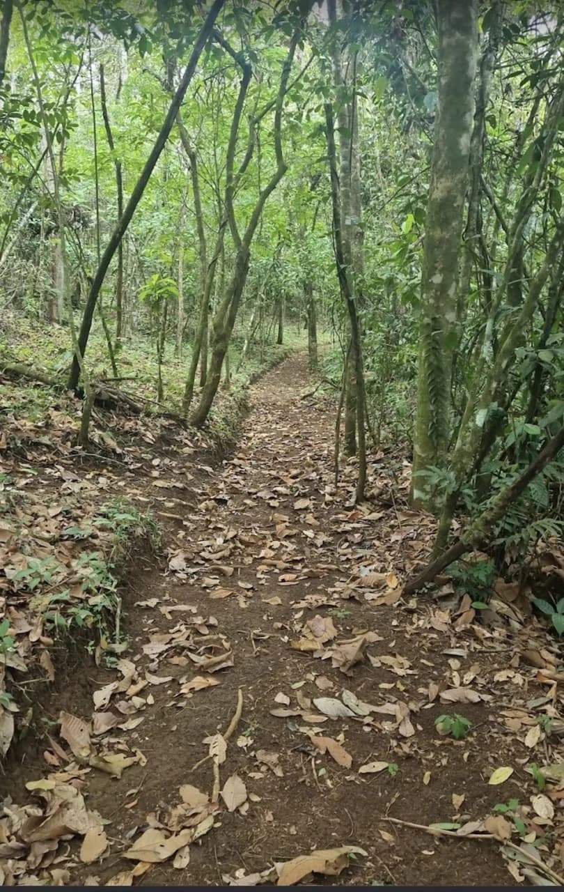 Costa Rica Ecolodge Retreat: TURNKEY COSTA RICA ECOLODGE & WELLNESS RETREAT | 28 ACRES + 5 GUEST CABINS | 45 MINUTES FROM LA FORTUNA - photo 29
