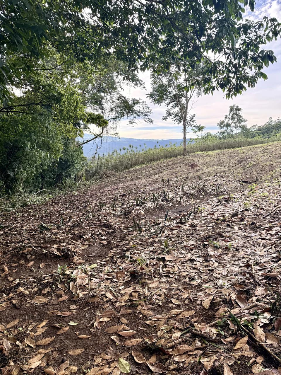 13.81-ACRE COSTA RICA MOUNTAIN PROPERTY | PANORAMIC SUNRISE-TO-SUNSET VIEWS + ELECTRICITY & PRIVATE WELL | NEAR LA FORTUNA — $195,000 - photo 7