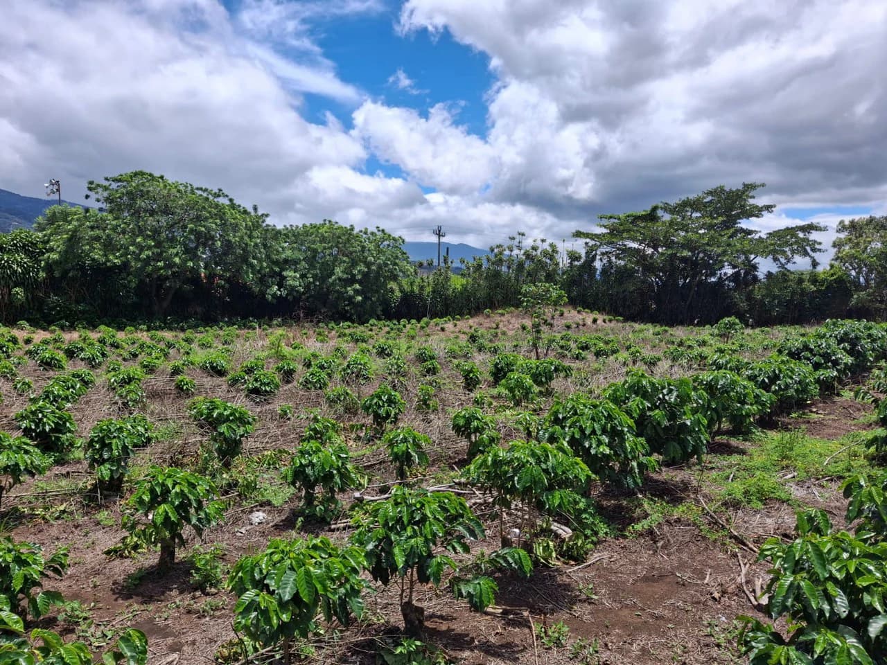 Flat Development Parcel: 4 ha Prime Flat Land - photo 3