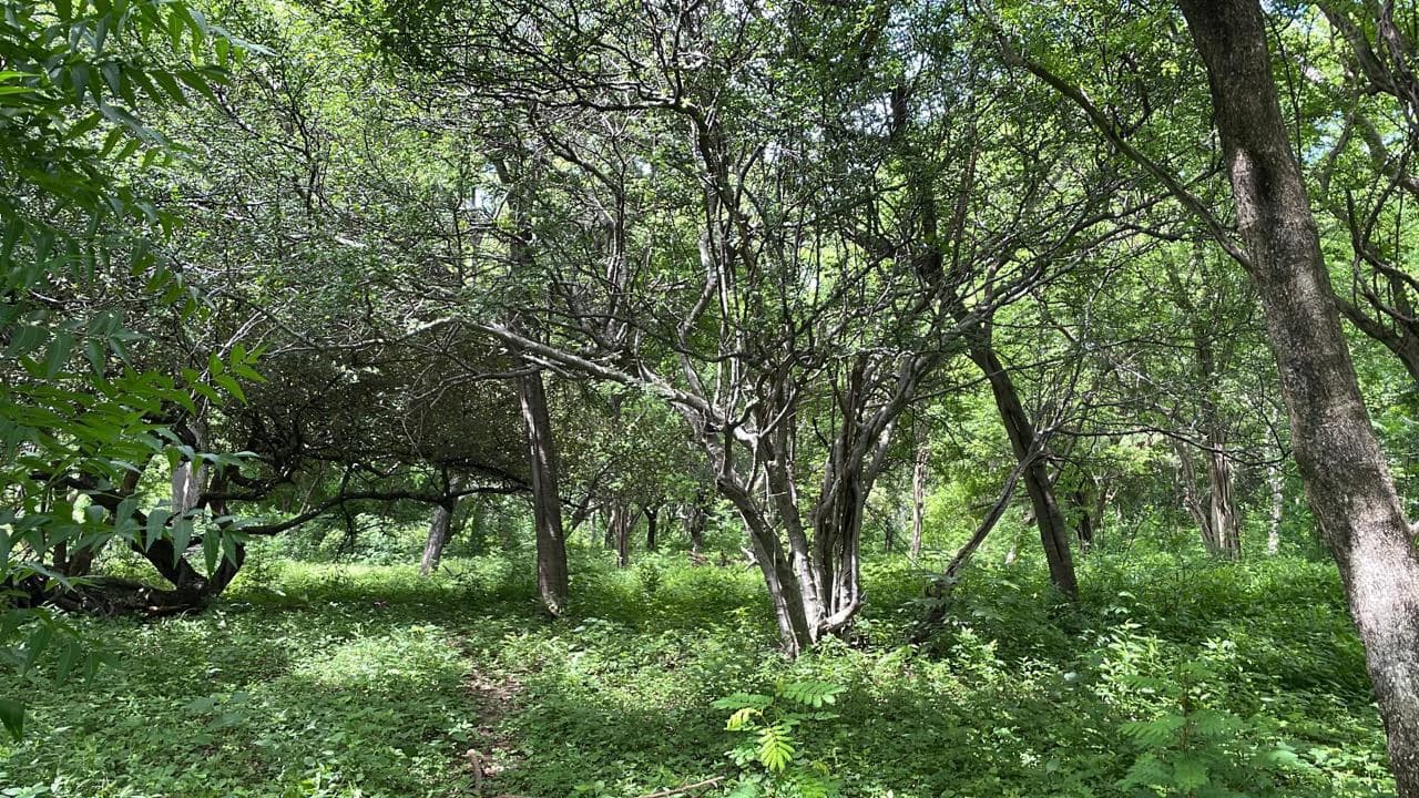 Beachfront Private Titled Property for sale close to La Cruz, beautiful nature land, ready to build - photo 5